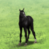 【ダビマス】ファーストオーダー×ウォーエンブレム×オペラハウス牝馬に自家製種牡馬で完璧な配合やってみた